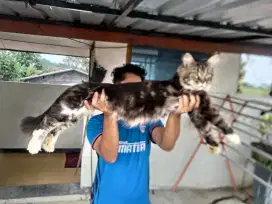 Mainecoon pure CFA jantan