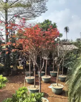Pohon red maple ataubpohon mapel