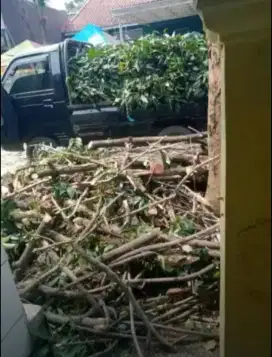 Jasa tebang pohon