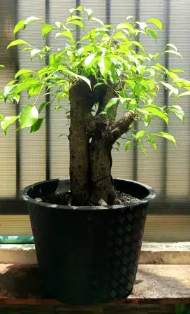 Bonsai beringin benjamin