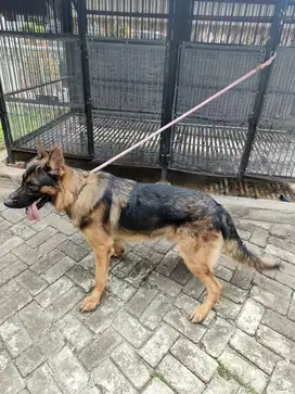 German Shepherd