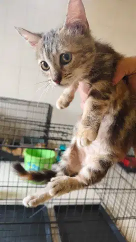 Kucing cebol 2,5 bulan betina