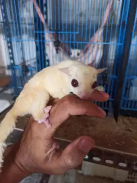 Sugar glider Ruby jantan 10 bulan proven