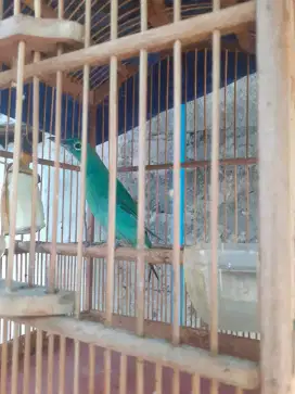 Burung gacor jual fulset