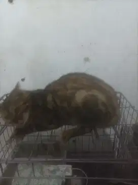 Kucing  betina 1,2 thun calon indukan