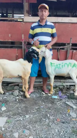 Kambing aqiqah. Murah