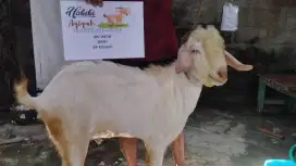 Kambing aqiqah. Murah