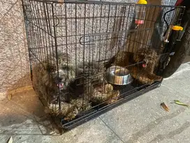 Anjing Poodle Grey 3 Ekor Stambum