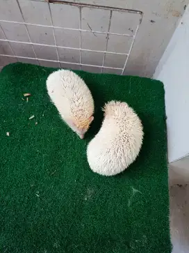Landak mini albino mata merah