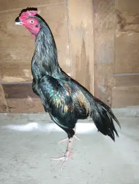 ayam bangkok x mangon bahan