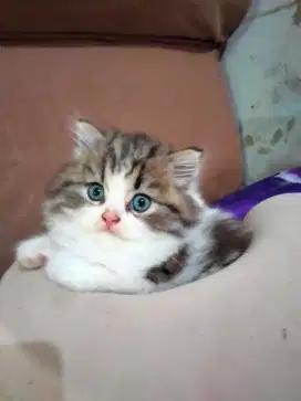 Kucing persia jantan tabby bicolor