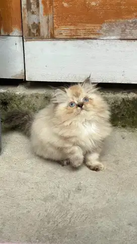 Kucing Himalaya betina linx point