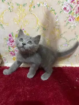 Kucing betina abu abu shorthair