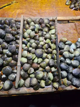 Kerang Nipah (sungai)