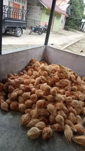 Kelapa Tua & Muda