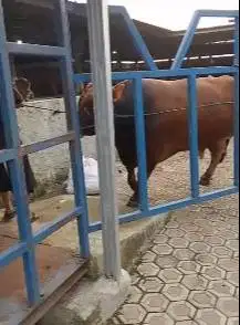free 1 domba 30 kilo sapi limosin merah 1 ton UP siap kurban 2025 puas