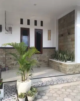 Tanaman hias palem kuning