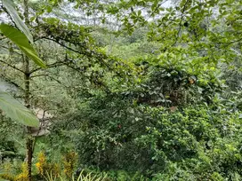 DIJUAL TANAH LOKASI UBUD UTARA VIEW INDAH