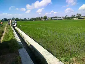 JUAL TANAH SAWAH 1300M SEKITARNYA SUDAH BANGUNAN RUMAH SELOMARTANI