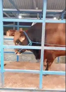 bonus 1 kambing beli sapi limosin 1 ton UP timbang hidup qurban manteb