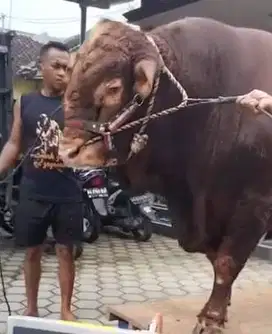 sapi limosin 1 ton UP siap kurban timbang hidup kurban presiden manteb