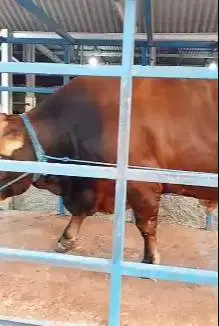 sapi limosin qurban 1 ton UP timbang real puas kurban presiden 2025 ok