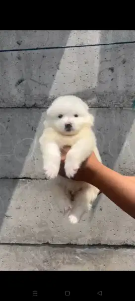PUPPY SAMOYED ALL MALE