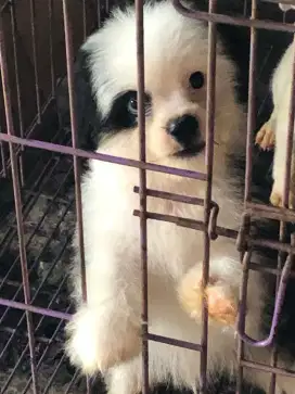 Anak anjing shitzu jantan