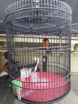 Dijual burung murai