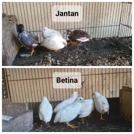 Puyuh Hias Mini Puyuh Batu