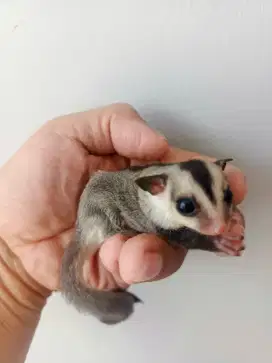 Sugar Glider White Face