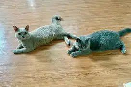 Kucing British short hair