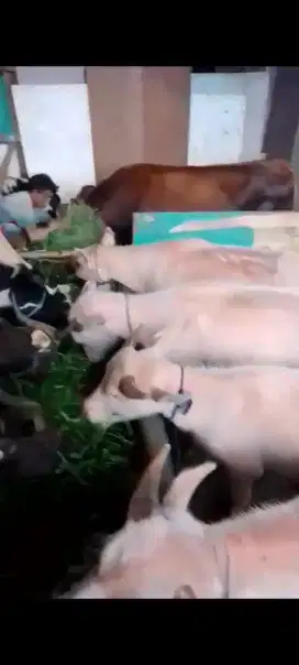 Kerbau bule sekeluarga