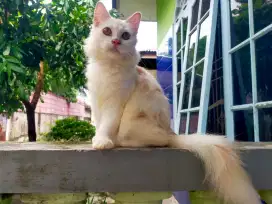 KUcing Persia Jantan