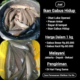 Menyediakan gabus konsumsi bahan olahan segar