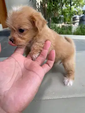 Anak anjing maltipo