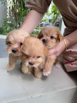 Anak anjing maltipo