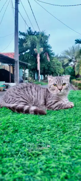 Kitten munchkin