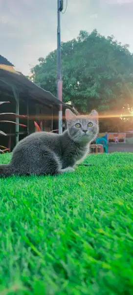 Kitten munchkin