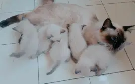 Kucing Kitten Himalaya