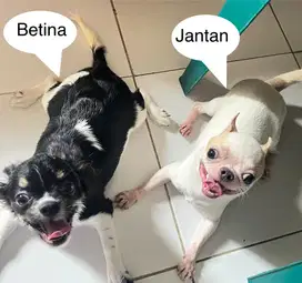 Jual sepasang chihuahua
