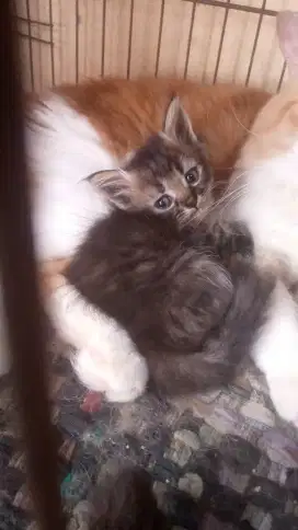 Kitten Persia longhair