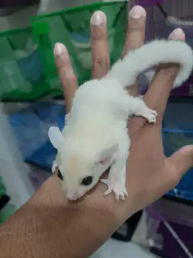 Sugarglider leucistic