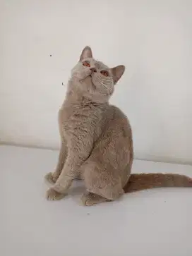 BSH Lilac jantan