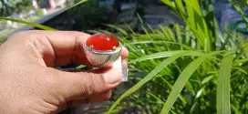 Cincin cempaka Merah