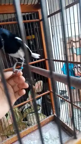 Burung kacer jinak cetrekan