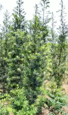 Pohon lohansung 2 meter