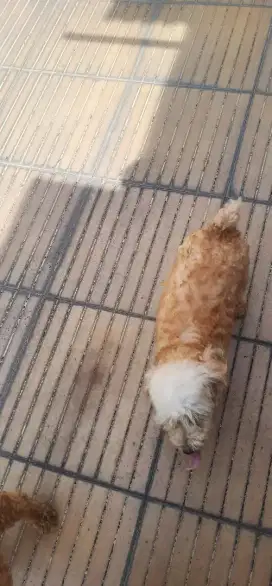Poodle betina usia 11 bulan