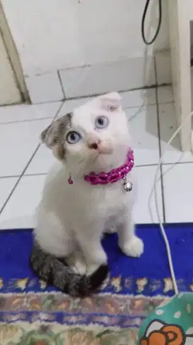 Open Adopt Kucing Scottish Fold