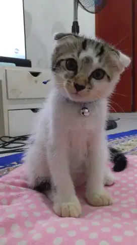 Open Adopt Kucing Scottish Fold